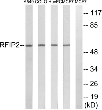 Rab11-FIP2 rabbit pAb Antibody