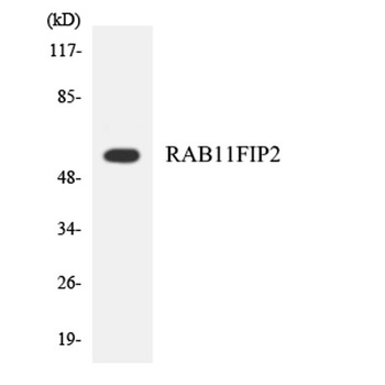 Rab11-FIP2 rabbit pAb Antibody