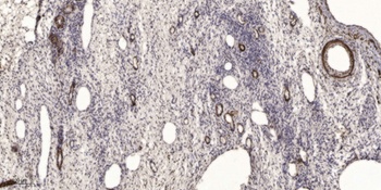 Rab11-FIP2 rabbit pAb Antibody