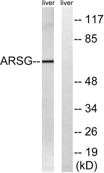 Arylsulfatase G rabbit pAb Antibody