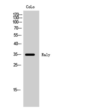 Raly rabbit pAb Antibody