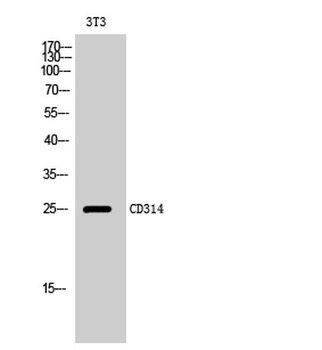 CD314 rabbit pAb Antibody