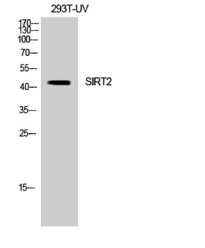 SIRT2 rabbit pAb Antibody