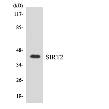 SIRT2 rabbit pAb Antibody