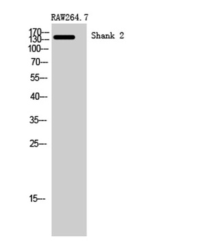 Shank 2 rabbit pAb Antibody