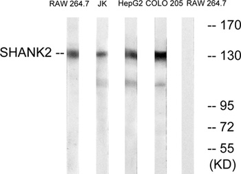 Shank 2 rabbit pAb Antibody