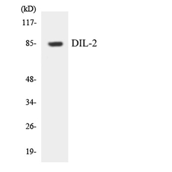 TPX2 rabbit pAb Antibody