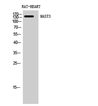 MAST3 rabbit pAb Antibody