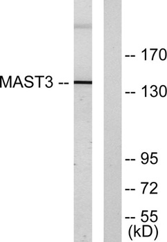 MAST3 rabbit pAb Antibody