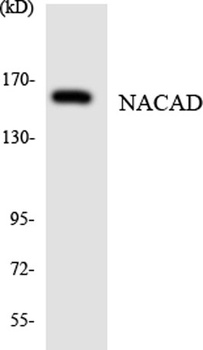 NACAD rabbit pAb Antibody