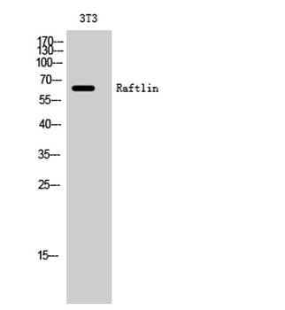 Raftlin rabbit pAb Antibody