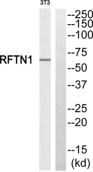 Raftlin rabbit pAb Antibody