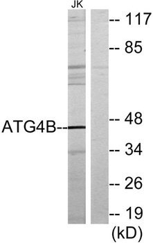 Atg4b rabbit pAb Antibody