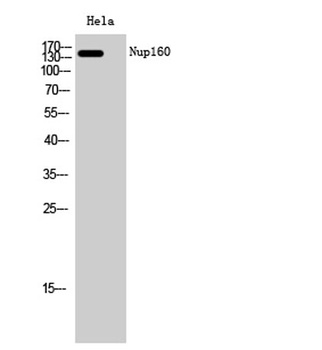 Nup160 rabbit pAb Antibody