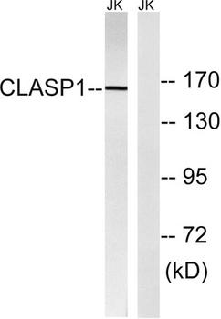 CLASP1 rabbit pAb Antibody