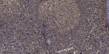 SIRT1 (phospho Ser47) rabbit pAb Antibody