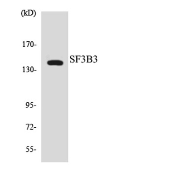 SF3b130 rabbit pAb Antibody