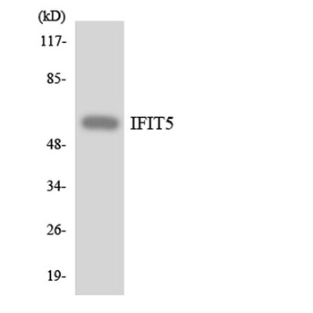 IFIT-5 rabbit pAb Antibody