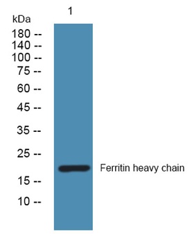 Ferritin heavy chain rabbit pAb