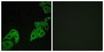 Olfactory receptor 4C3 rabbit pAb Antibody