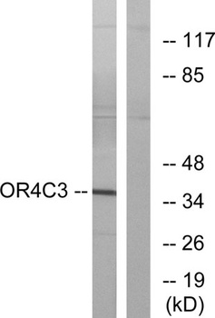 Olfactory receptor 4C3 rabbit pAb Antibody