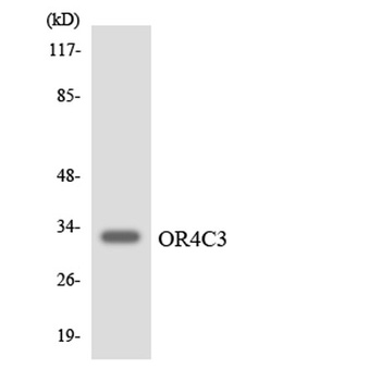 Olfactory receptor 4C3 rabbit pAb Antibody