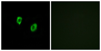 Olfactory receptor 51F1 rabbit pAb Antibody