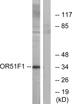 Olfactory receptor 51F1 rabbit pAb Antibody