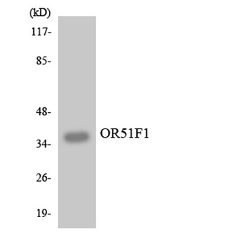 Olfactory receptor 51F1 rabbit pAb Antibody