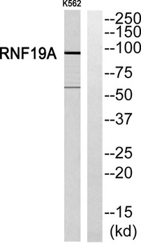 Dorfin rabbit pAb Antibody