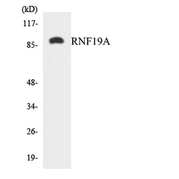 Dorfin rabbit pAb Antibody