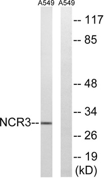NKp30 rabbit pAb Antibody