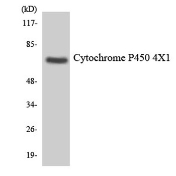 CYP4X1 rabbit pAb Antibody