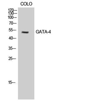 GATA-4 rabbit pAb Antibody