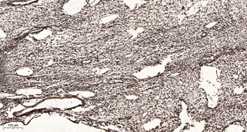AMY-1 rabbit pAb Antibody