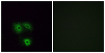 Olfactory receptor 5H1 rabbit pAb Antibody
