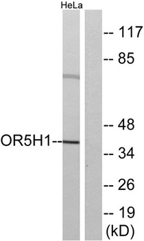 Olfactory receptor 5H1 rabbit pAb Antibody