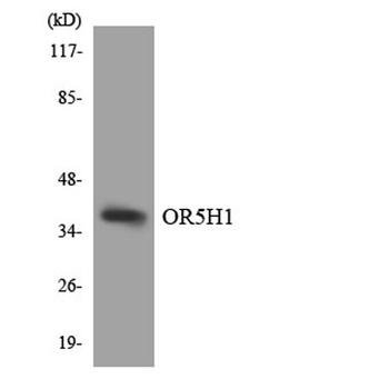 Olfactory receptor 5H1 rabbit pAb Antibody