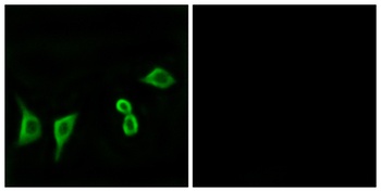 Olfactory receptor 8G2 rabbit pAb Antibody