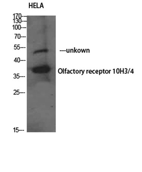 Olfactory receptor 10H3/4 rabbit pAb Antibody