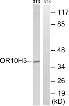 Olfactory receptor 10H3/4 rabbit pAb Antibody