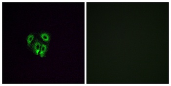 Olfactory receptor 4F4 rabbit pAb Antibody