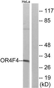 Olfactory receptor 4F4 rabbit pAb Antibody
