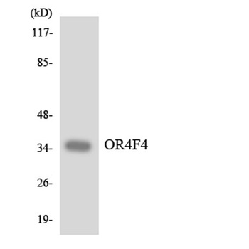 Olfactory receptor 4F4 rabbit pAb Antibody