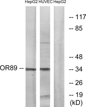 Olfactory receptor 89 rabbit pAb Antibody