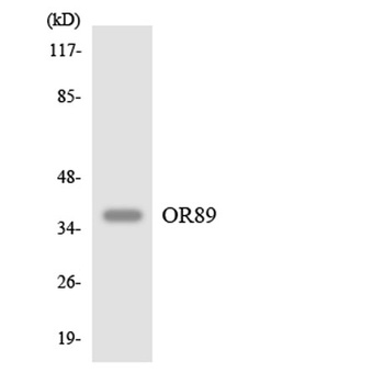 Olfactory receptor 89 rabbit pAb Antibody