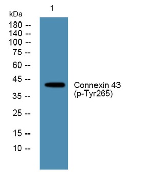 Connexin 43 (phospho Tyr265) rabbit pAb Antibody