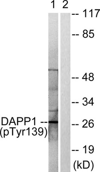 BAM32 (phospho Tyr139) rabbit pAb