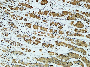 CD57 rabbit pAb Antibody