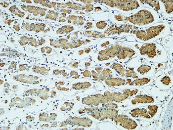 CD57 rabbit pAb Antibody